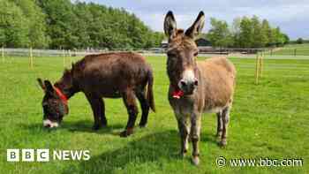 Donkey sanctuary site likely to become housing