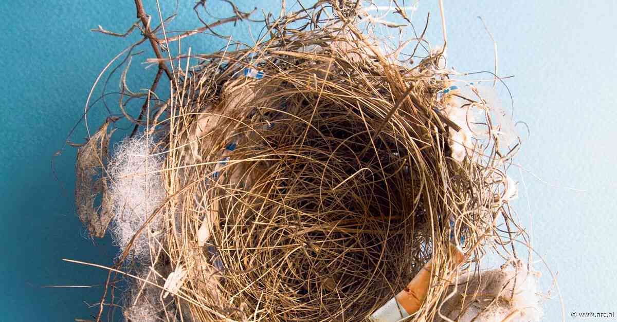 Waarom mussen graag peuken in hun nest leggen – en andere vormen van zelfmedicatie in de natuur