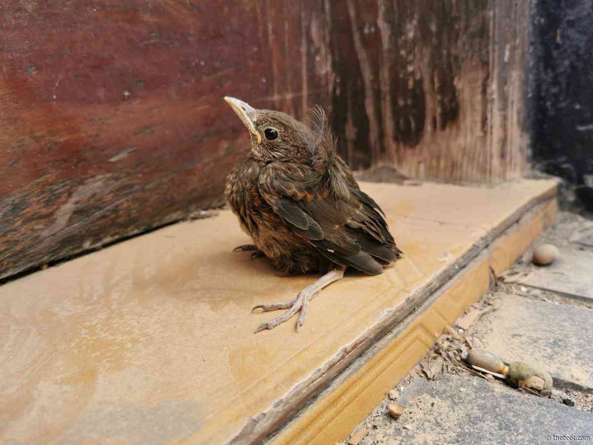 'What Should I Do if I Find a Baby Bird on the Ground?'