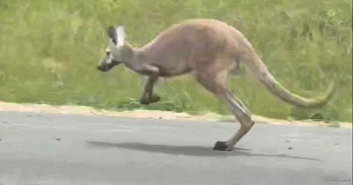Kangaroo runs away from owner and causes two-car crash