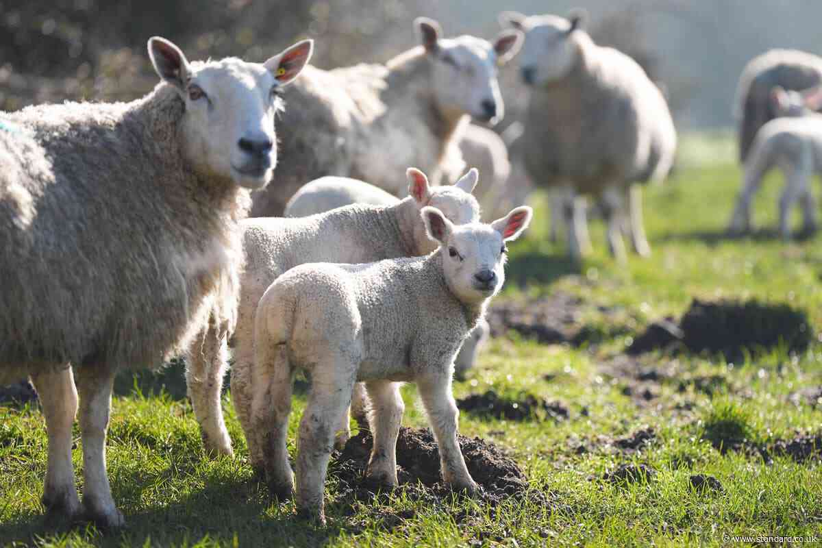 Probe begins after visitors to farm petting sessions suffer parasitic infection