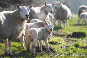 Probe begins after visitors to farm petting sessions suffer parasitic infection