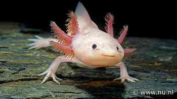 Ernstig bedreigde 'lachende' axolotl overleeft weer in het wild