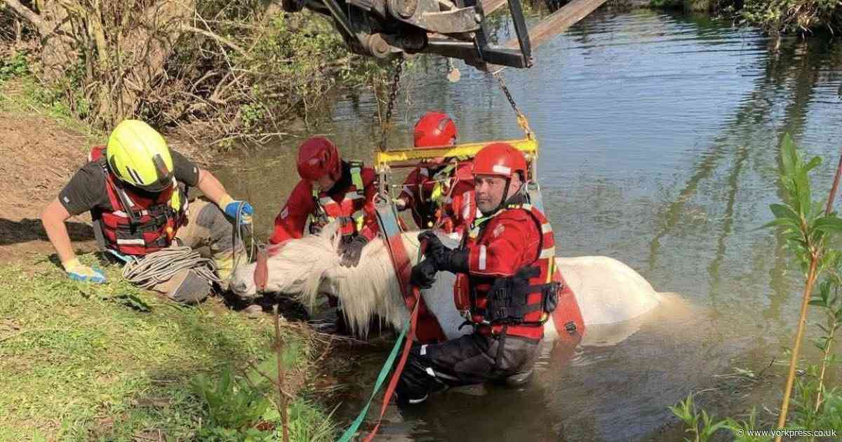 Pony rescued from North Yorkshire river by specialist crews