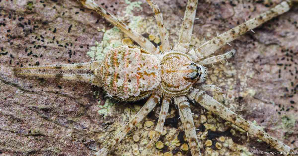 'Important discovery' as rare spider that is 'master of disguise' spotted in UK