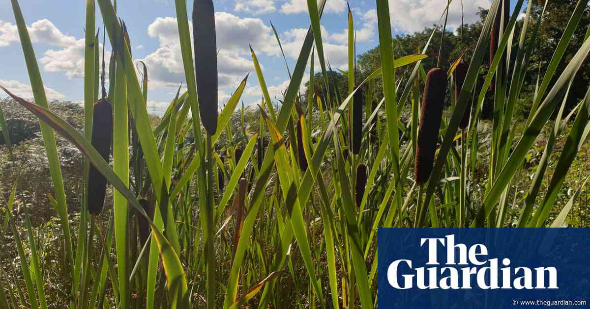 ‘A win-win for farmers’: how flooding fields in north-west England could boost crops