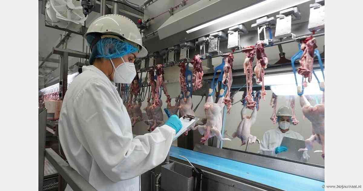 "Zorgen over welzijn pluimvee, beboeten van letsel niet meer mogelijk"