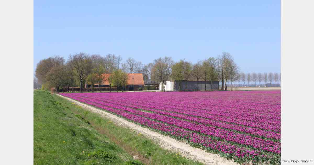 Half miljoen subsidie voor biologisch bollenteeltexperiment