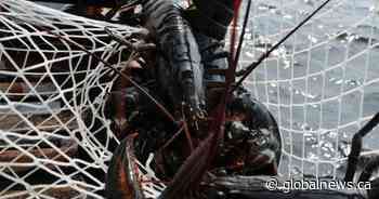 Lobster fishers raise alarm about low Canadian prices, some giving up on season