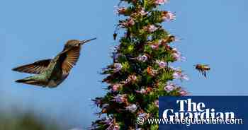 Week in wildlife: a leopard cat, a vulture puppet and a hare playing hide and seek