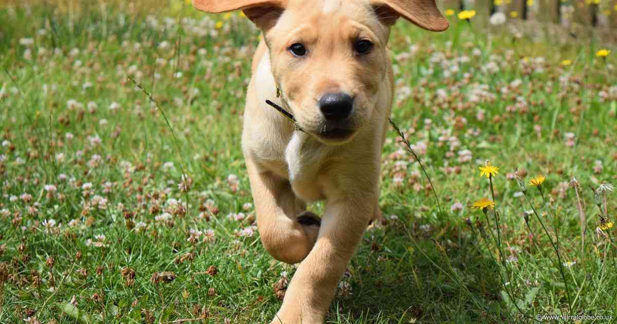 Warning issued to dog owners over 'mild' spring temperatures