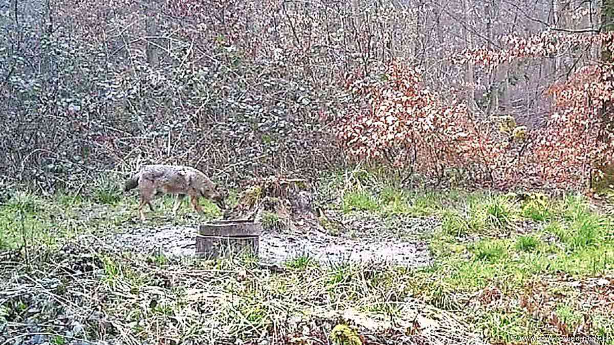 Erstmals im Enzkreis nachgewiesen: Fotofalle knipst Goldschakal – wenige Kilometer vom Kreis Calw entfernt
