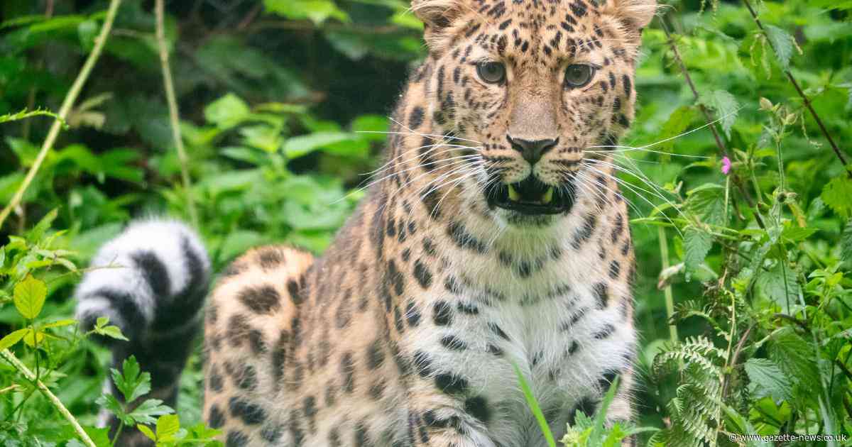 Former Colchester Zoo Amur leopard finally meets her mate in Devon