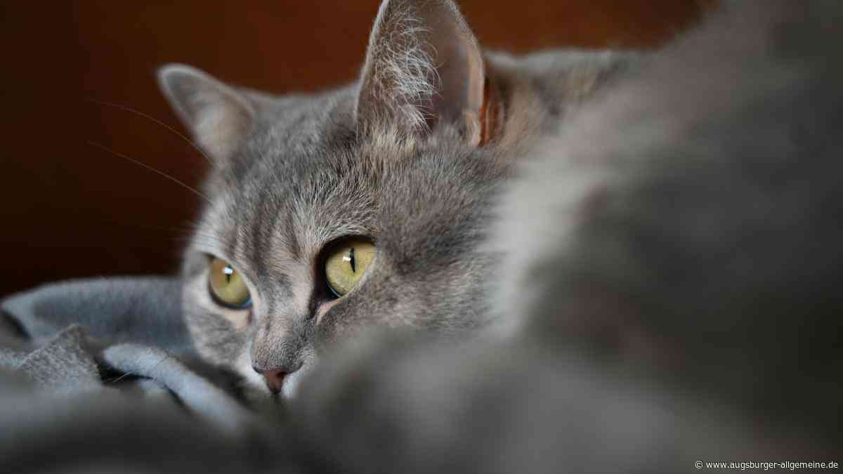 Verletzte und erschossene Katze in Buch: Jetzt setzt Peta eine Belohnung in Höhe von 1000 Euro aus