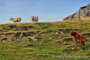 &#163;1.8m scheme to boost nature-friendly farming in Wales&#39; national parks
