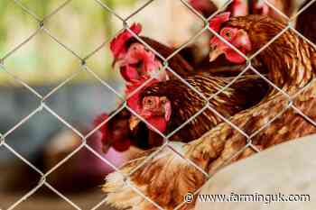 MPs urge fast-track for gene editing as bird flu pandemic fears grow