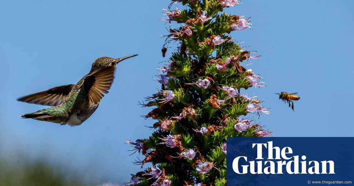 Week in wildlife: a leopard cat, a vulture puppet and a hare playing hide and seek