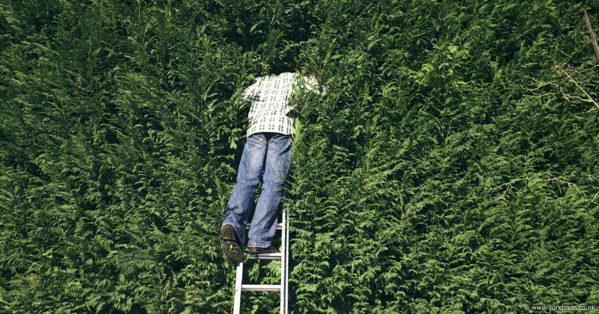 What is the legal height of a garden hedge between neighbours in the UK?