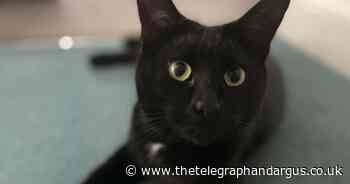Cat put to sleep after animal cruelty with ‘firework or firecracker’