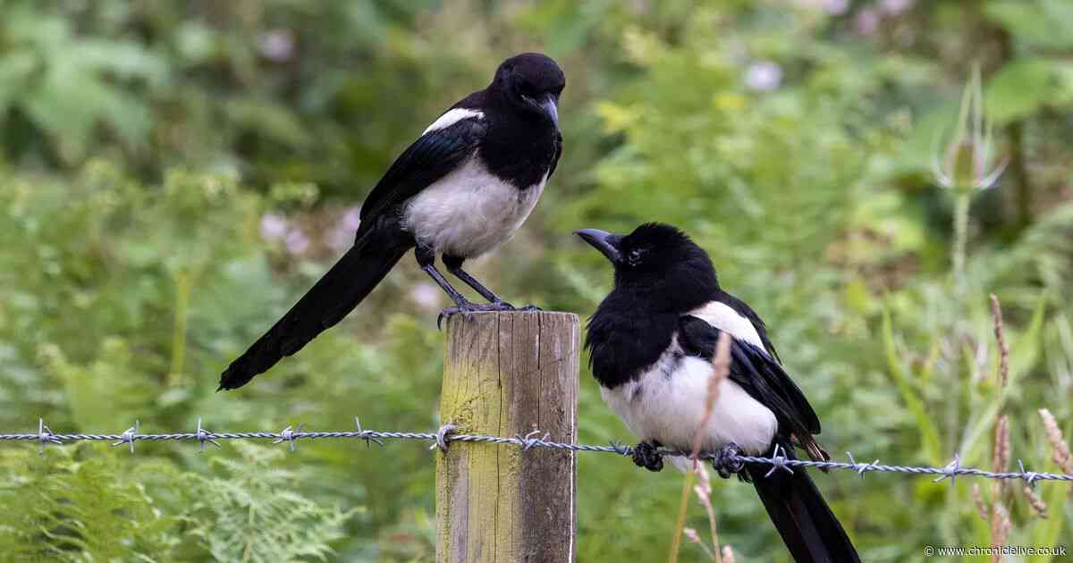 Gardener shares simple tip to keep magpies and pigeons away from your garden