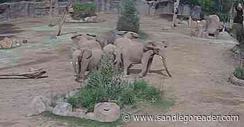 San Diego Zoo Safari Park elephants respond to former Vice President Harris after speech