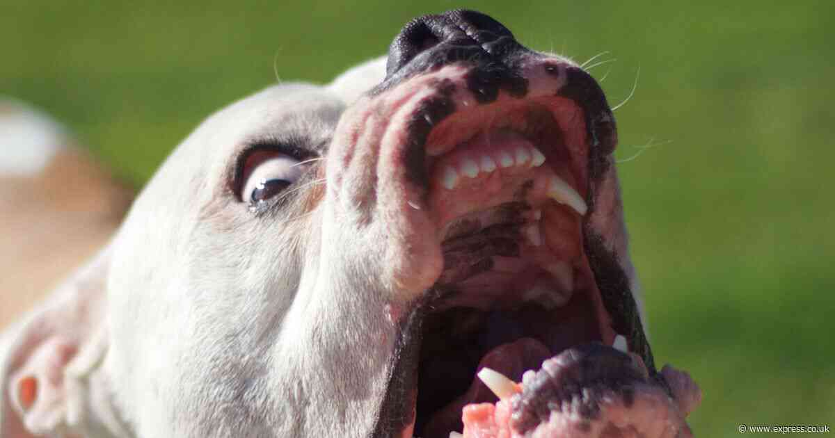 American bulldog seized by police after attacking two toddlers