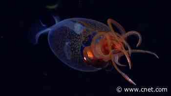 We Finally Have Video Footage of a Colossal Squid After 100 Years: Watch Now