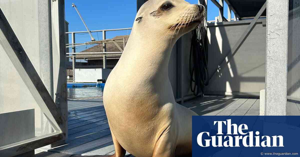 Sea lion who grooves to Boogie Wonderland proves animals can keep a beat – video