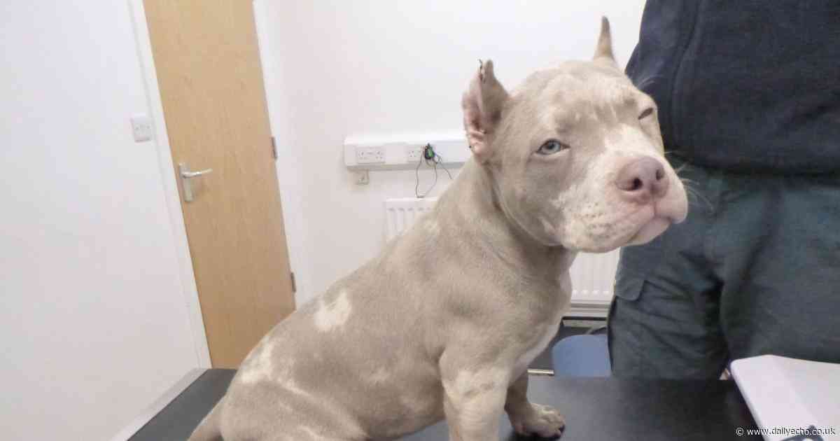 Man jailed and banned from owning dogs for allowing ear cropping on puppies
