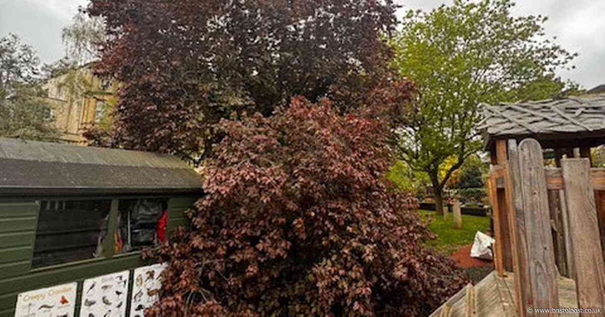 Tree posing 'imminent danger' at Clifton High School chopped down
