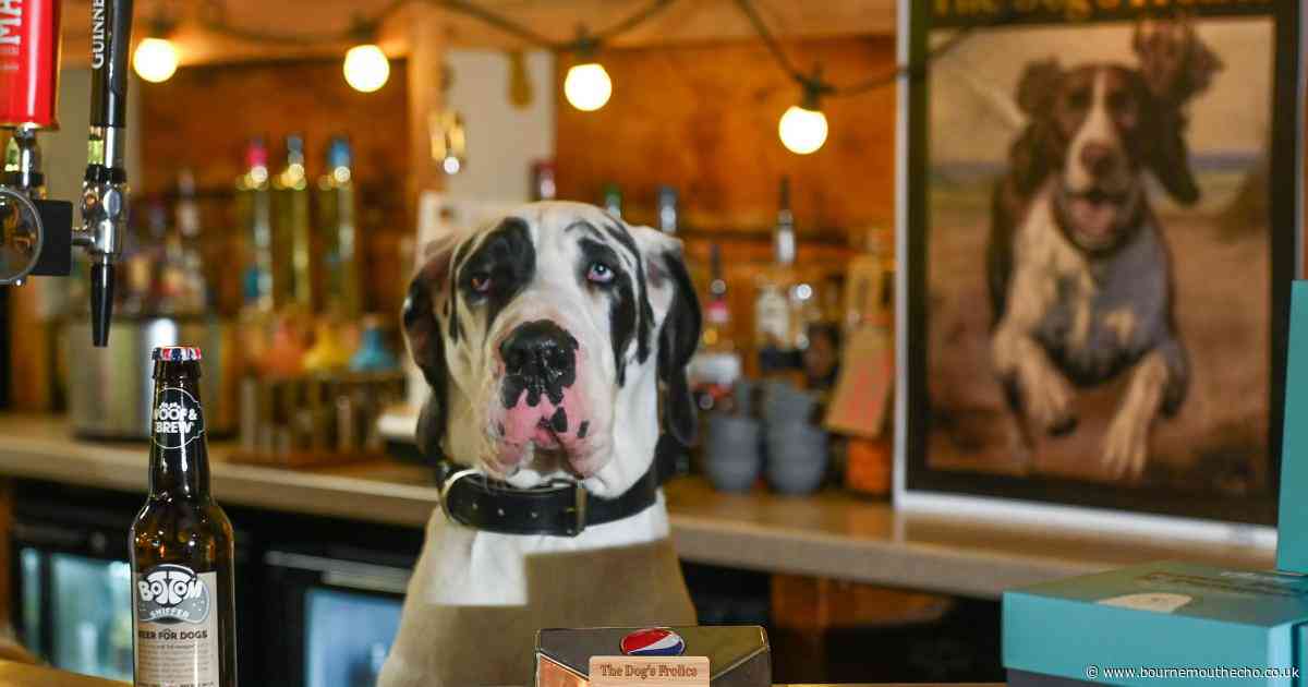 UK holiday park opens dog-friendly pub with special menu