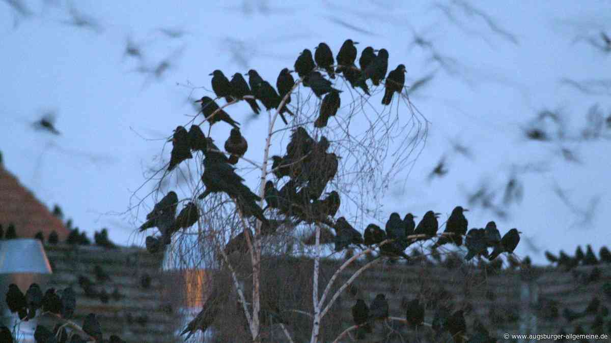 Wir müssen wohl oder übel mit den Krähen leben – aber nicht um jeden Preis
