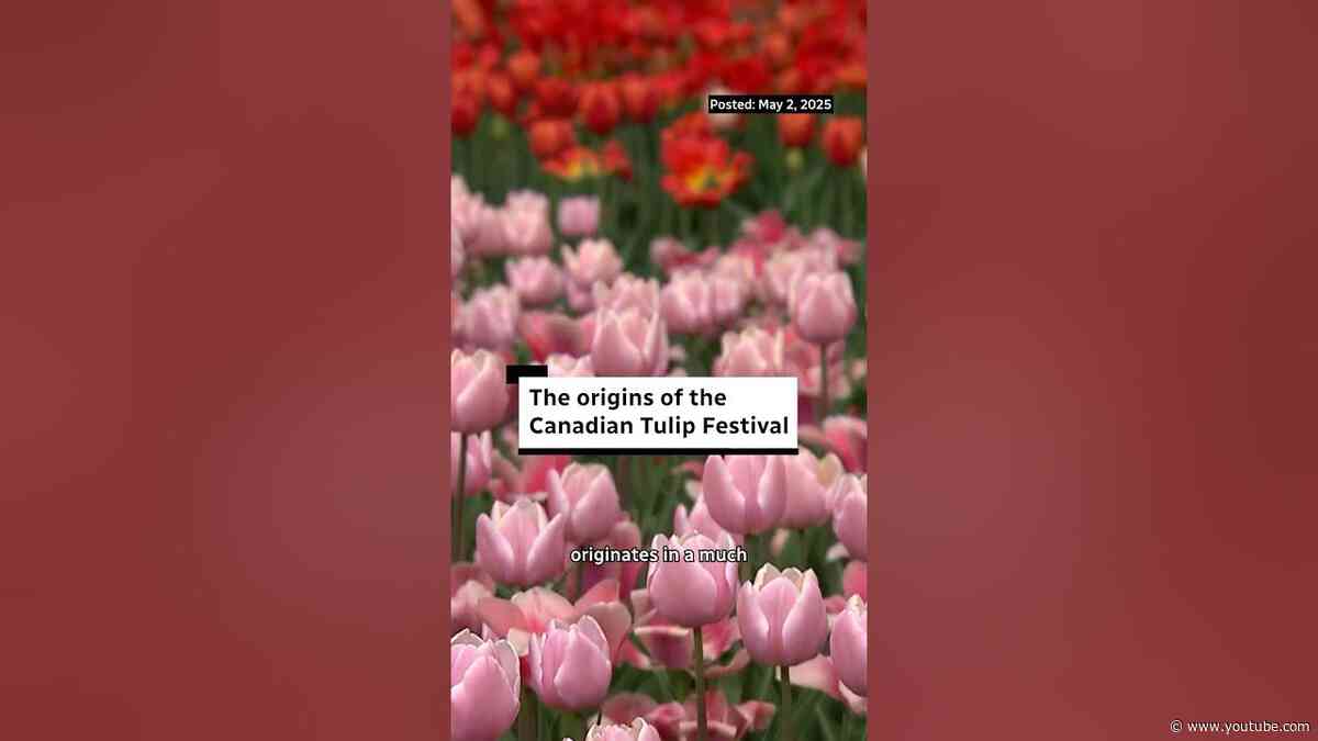 The origins of the Canadian Tulip Festival