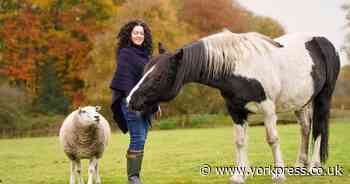'I realised I wasn’t a bad mother. Being with horses healed me'