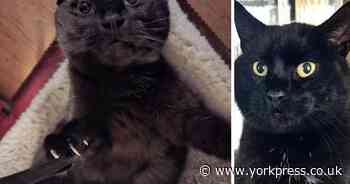 'It’s more like I live in his house' - heartbroken cat settles into new home in York