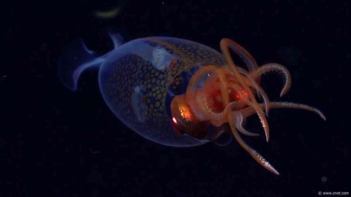 We Finally Have Video Footage of a Colossal Squid After 100 Years: Watch Now