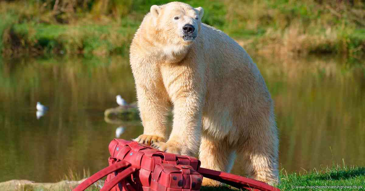 We went to the huge zoo with polar bears and dinosaurs named third best in UK