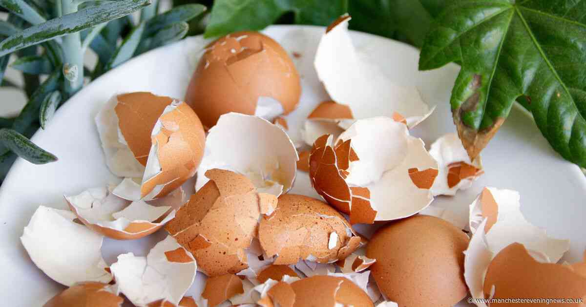 Why gardeners should leave egg shells on bird tables this spring