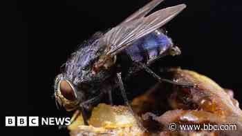 Bug splat survey reveals 'alarming' decline