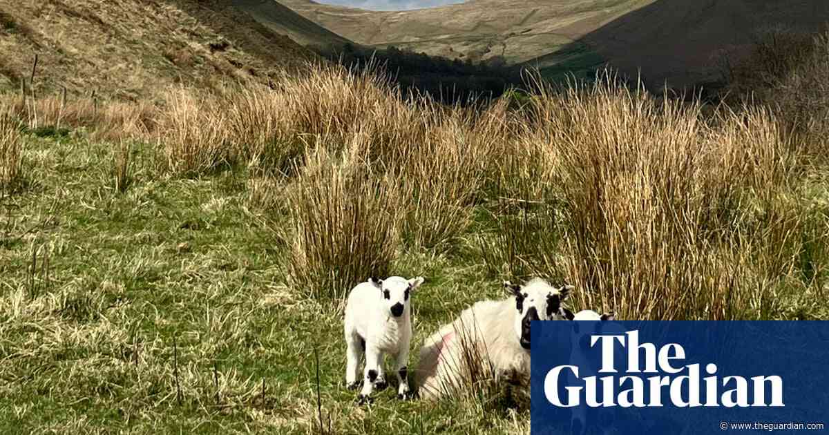 Country diary: Lambing season is in full swing | Andrea Meanwell