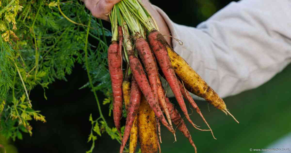Seven vegetables to grow in your garden this May