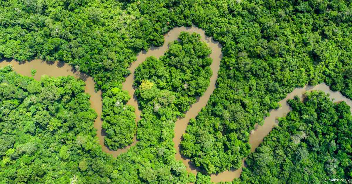 I trekked Earth’s second-largest rainforest to meet one of our closest ancestors