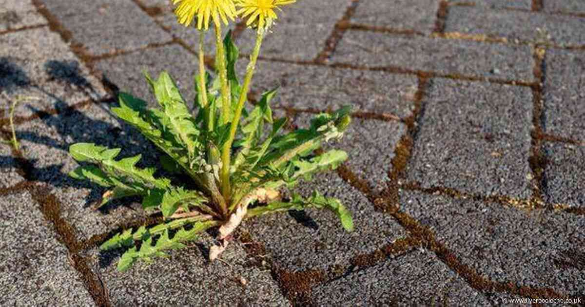 Weeds will be gone in minutes with expert's 'magic' method — and it's free