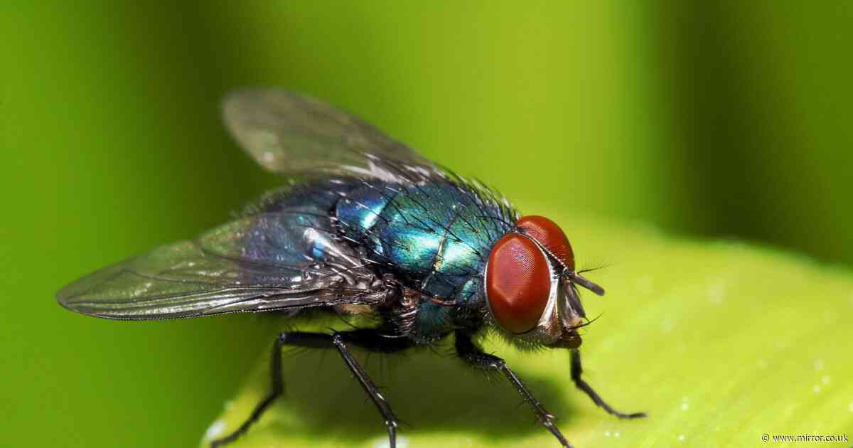 Irritating reason summer flies circle your living room and won't leave through open window
