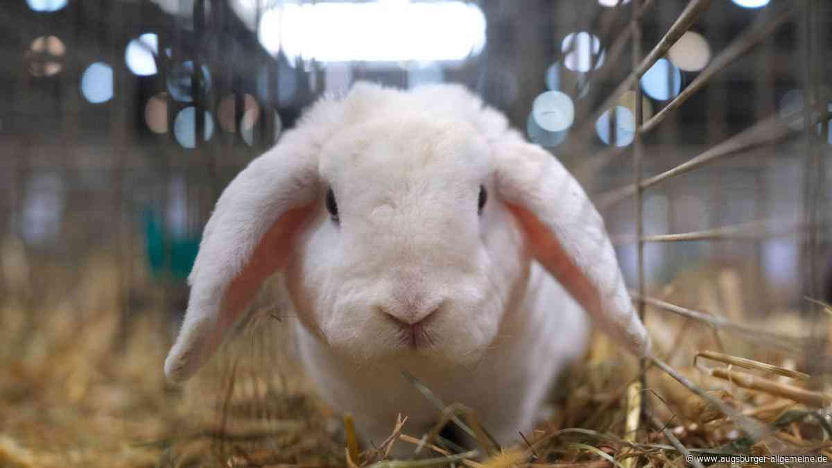 Kaninchen tödlich abgemagert: Augsburger Paar muss Strafe wegen Tierquälerei zahlen