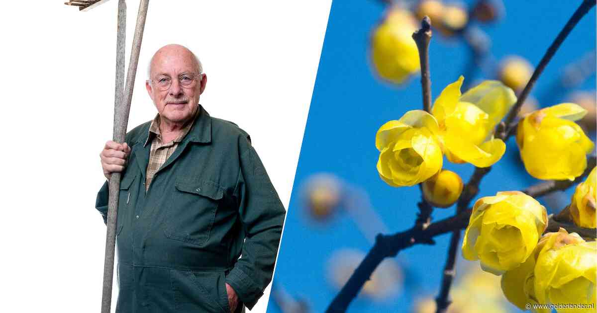Het is een terugkerende vraag: hoe krijg ik het mos uit mijn gazon?