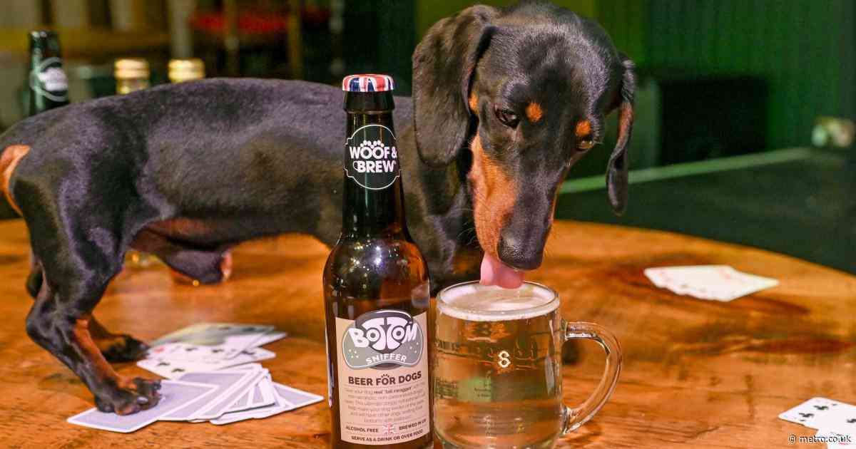 Britain’s most dog-friendly pub sells canine beer and puppy ice lollies