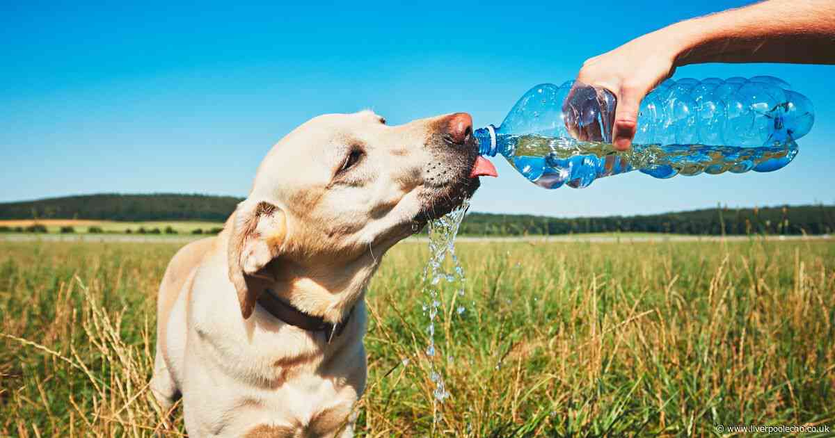 'Dog sunburn' searches soar as owners urged to take precautions