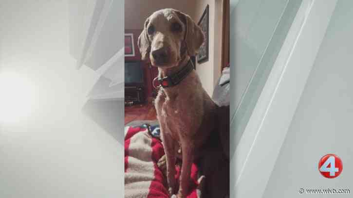 1-year-old Chester is 'incredibly smart' and ready for adoption