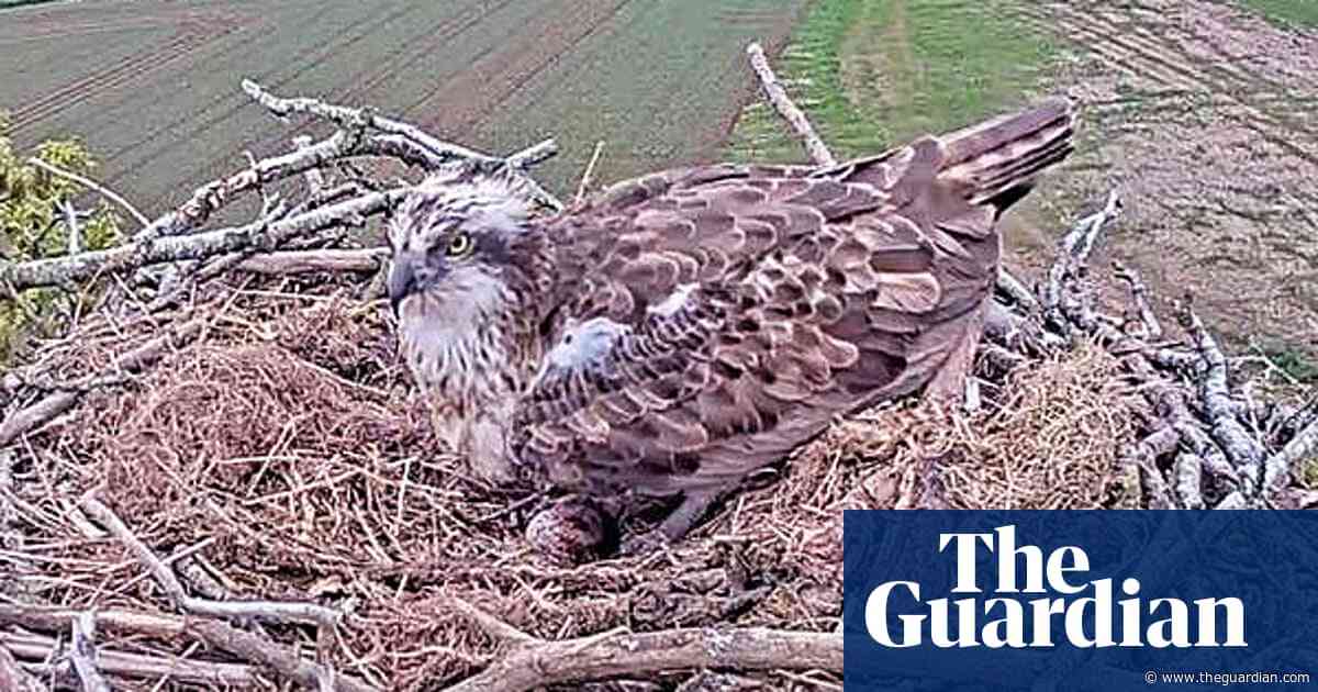 ‘You get attached to them’: nesting ospreys get villagers excited in Wales